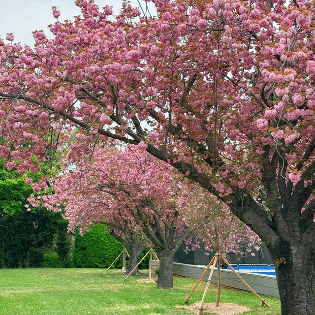 🌸釜山櫻花終極浪漫！復瓣櫻花壓軸綻放太絕美啦～