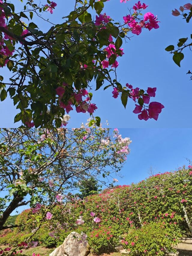 《青秀山：山清水秀，風光旖旎的自然仙境》​