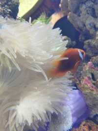 三亞亞特蘭蒂斯水族館|失落之城+海底餐廳+海豚互動