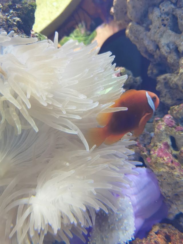三亞亞特蘭蒂斯水族館|失落之城+海底餐廳+海豚互動