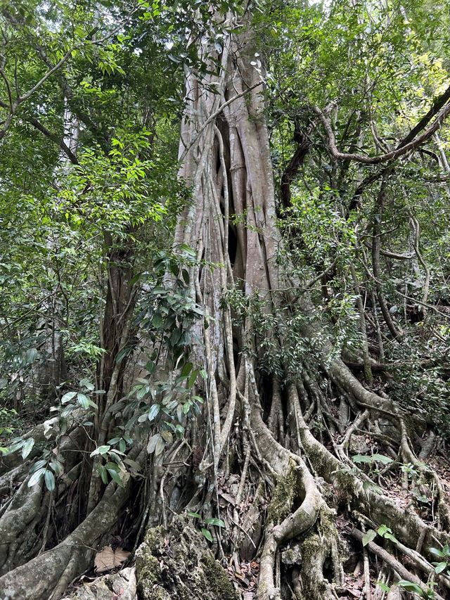 「美麗的西雙版納」果然特別美