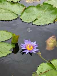我在泰國羅勇府發現了一片水上的莫奈花園