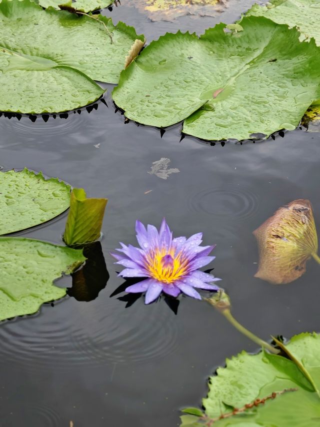 我在泰國羅勇府發現了一片水上的莫奈花園