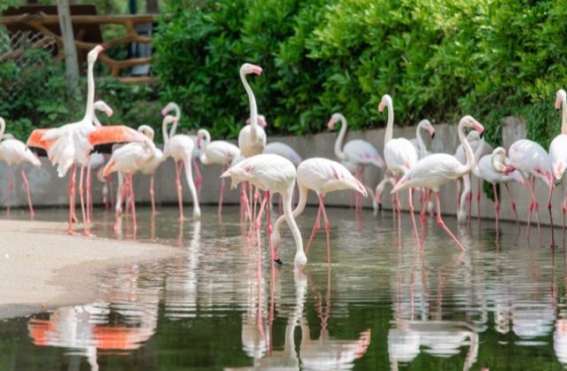 武漢野生動物園王國
