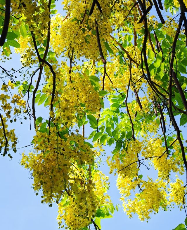 中山公園賞花奇遇！錦江之星品尚酒店畀你超暖心體驗！