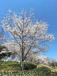 曲院風荷賞櫻攻略：邂逅西湖邊的櫻花秘境