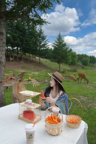 Help! Discovered a 16℃ summer cool spot in the Colorful Forest! Includes nanny-level tips. Dear friends! Found a refreshing secret spot in Bashang Grassland! 4A-level
