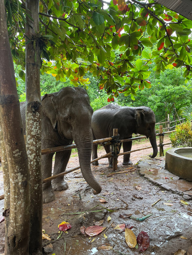 Wonderful Elephant Tour Experience