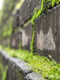 秋雨染苔，古城牆的秋日情書