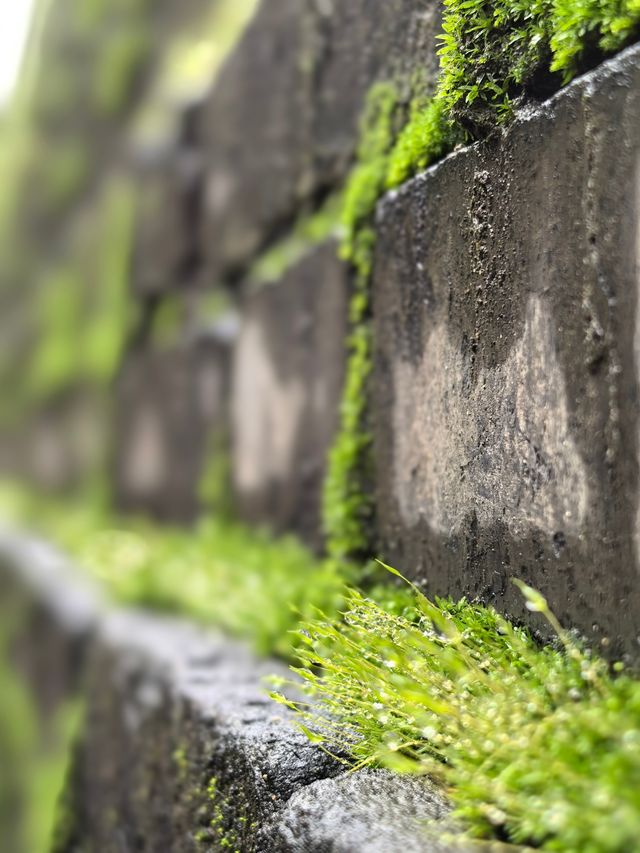 秋雨染苔，古城牆的秋日情書