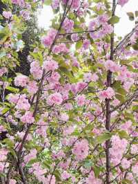 🌸 Throwback | Tokyo Sakura Chronicles: Where Temples & Parks Dance in Pink! 🌸