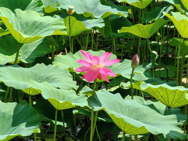 仙鶴樂土——鎮賚莫莫格濕地