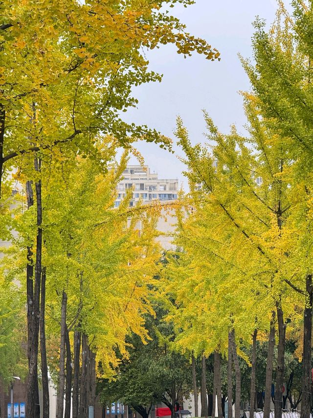 西安銀杏季限時美景