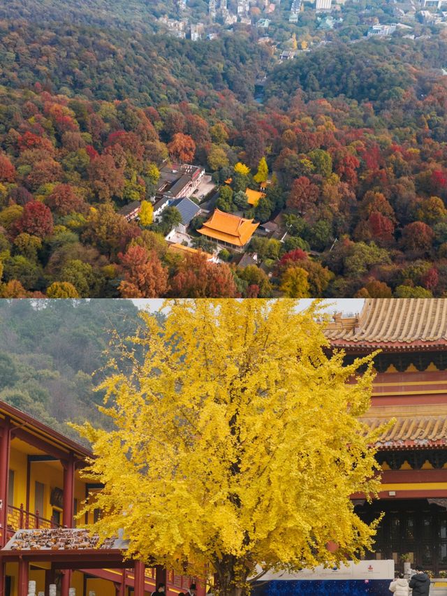 誰說長沙無秋？10個絕美機位+解乏寶地，秋日攻略收好