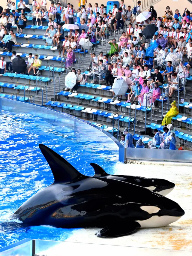 Shanghai Haichang One-Day Tour Guide! Love the Romance of Haichang Ocean Park!