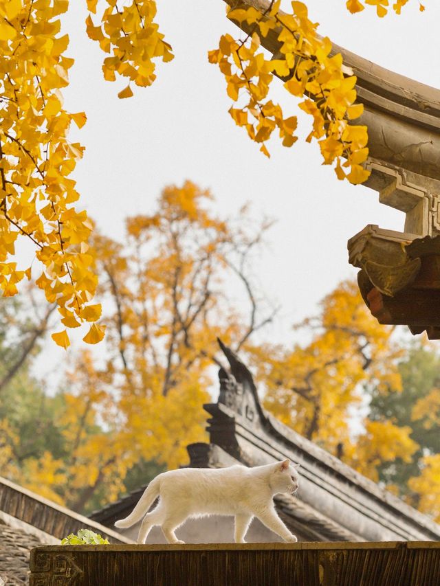蘇州的秋天,堪稱中式美學天花板!! 蘇州的秋天,堪稱中式美學天花板!!