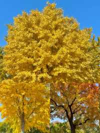 京城賞秋天花板地壇銀杏大道美到失語