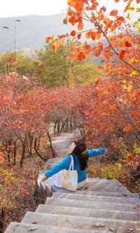 銀杏瀑布、紅葉滿山 鄭州周邊小眾賞秋路線