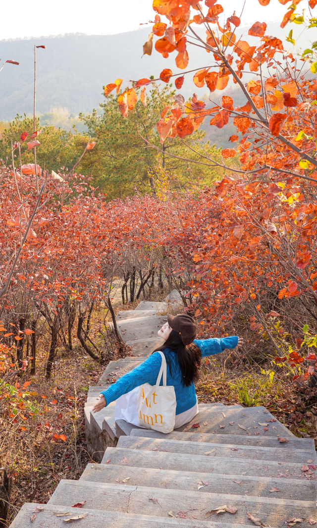 銀杏瀑布、紅葉滿山 鄭州周邊小眾賞秋路線 銀杏瀑布、紅葉滿山 鄭州周邊小眾賞秋路線