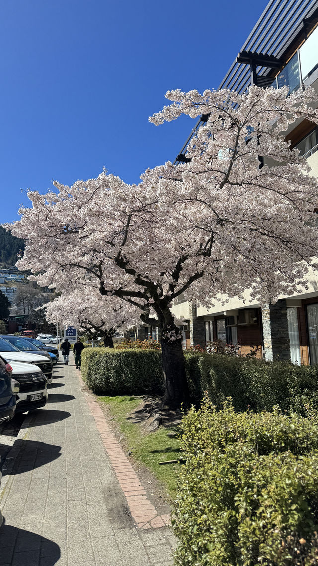 櫻花盛開的皇后鎮