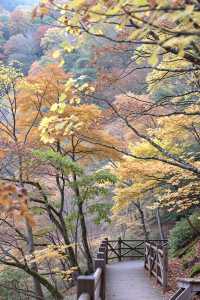 北京密雲紅花峪這才是秋日的私藏秘境！0元人少景美絕絕子