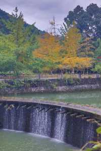 銀杏染秋，南雄赴一場黃金之約 