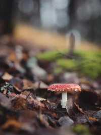 未霜先寒青雲畔，暖居藏韻禦冬涼