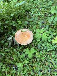 扎尕那很美,扎尕那很塞車