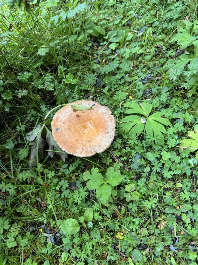 扎尕那很美,扎尕那很塞車 扎尕那很美,扎尕那很塞車