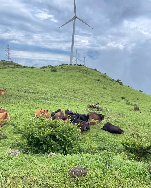 廣東風車山一日遊 | 邂逅雲端浪漫  寶子們，你是否渴望一場不用長途跋涉，就能親近自然、感受浪漫的