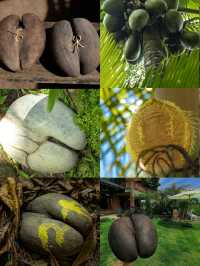 人間伊甸園！無需濾鏡！滿足了我對所有海島度假的想像！