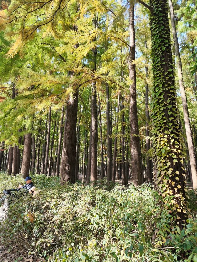 上海共青森林公園|秋日限定浪漫被我發現了 上海共青森林公園|秋日限定浪漫被我發現了