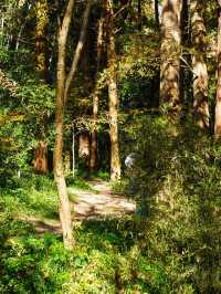 12.1實拍九溪現實版莫奈的秋日花園