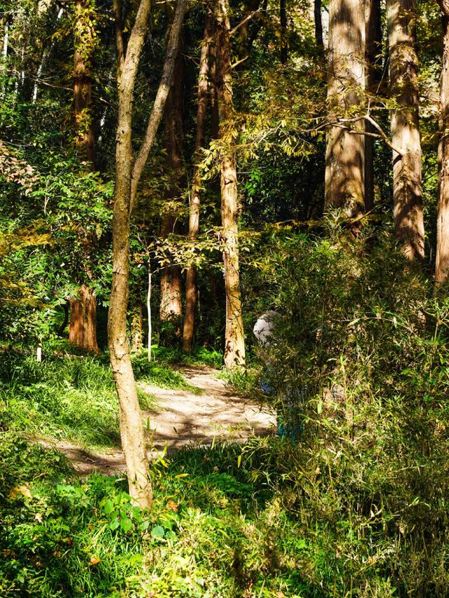 12.1實拍九溪現實版莫奈的秋日花園