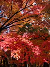 絕美！上海1.5h直達楓葉島，賞秋必去！