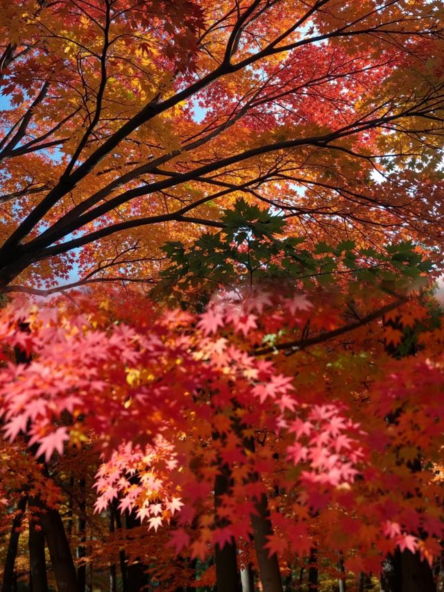 絕美！上海1.5h直達楓葉島，賞秋必去！
