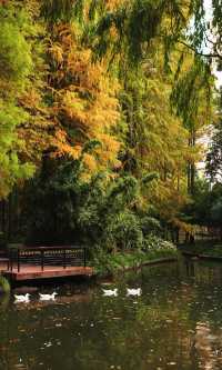 12.3上海超絕!延中綠地楓葉銀杏