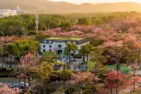 橫琴花海長廊異木棉最佳機位