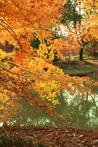 上海最大規模楓葉林濃度已達100%