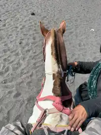 bobromo火山實拍！勇敢的人先享受世界