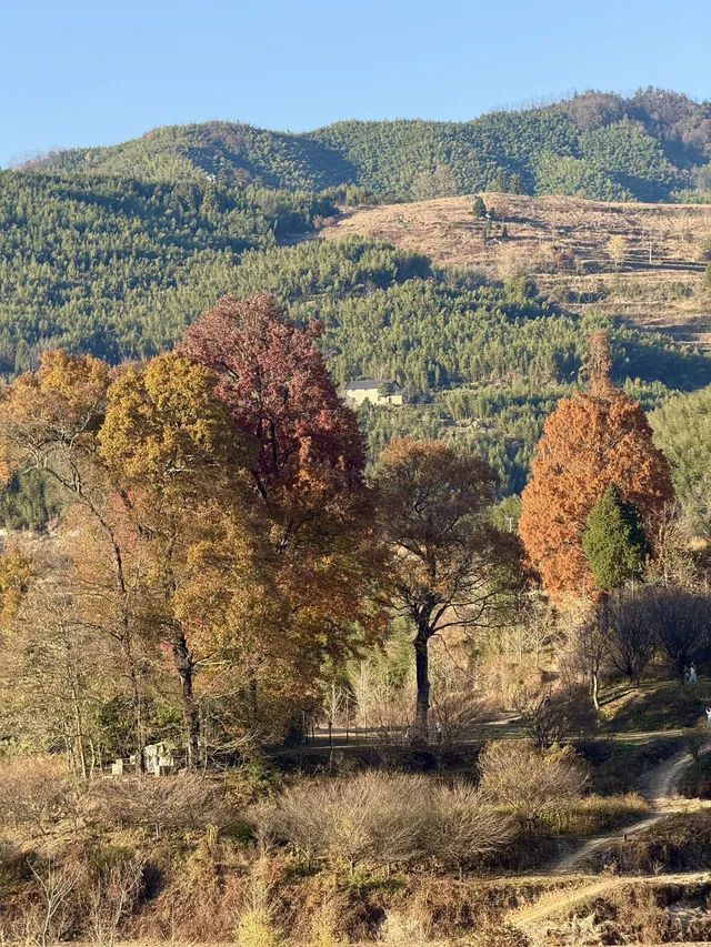 感謝杭州指南村 成功get秋日壁紙 感謝杭州指南村 成功get秋日壁紙