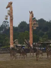 在清遠長隆過生日太!!!快樂啦!!