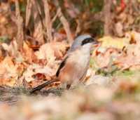 大明湖迎來「空中獵手」,棕背伯勞現身添靈動