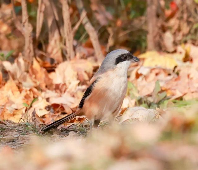 大明湖迎來「空中獵手」,棕背伯勞現身添靈動 大明湖迎來「空中獵手」,棕背伯勞現身添靈動