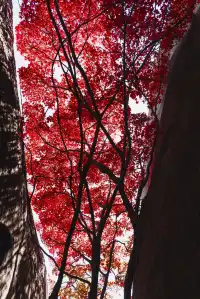 東坪山上長在岩縫裡的紅葉。