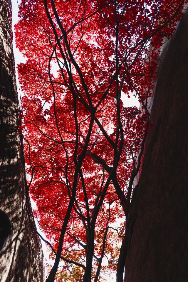 東坪山上長在岩縫裡的紅葉。