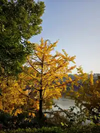 重慶寶藏地，0元闖進秋日禪意天堂