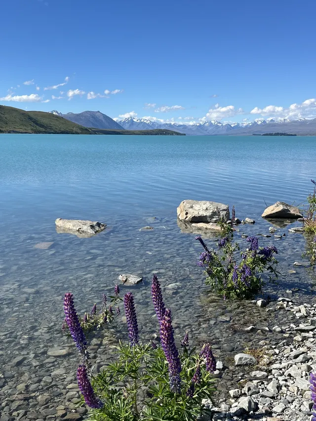 新西蘭 Tekapo