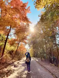 大棠楓香林.你沒看錯.這是香港的楓葉林喔