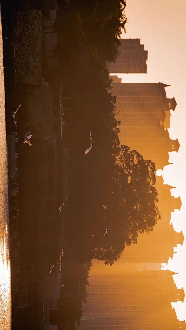 順濟橋畔觀鳥勝地